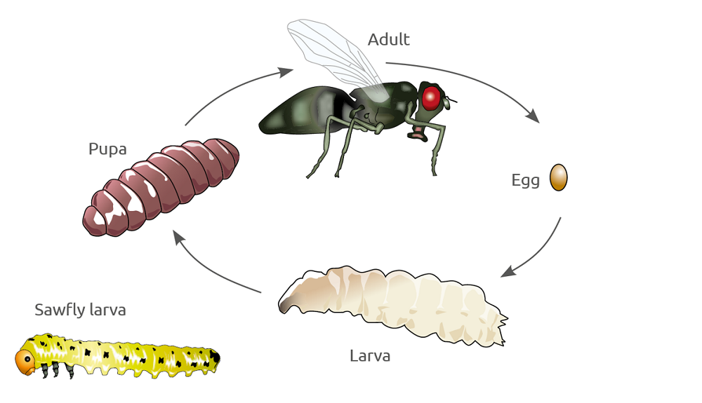 Illustration of the life cycle of a fly